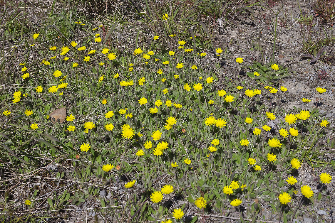 Pale field Agoseris  Agoseris glauca,Geotagged,Pale agoseris,Summer,United States
