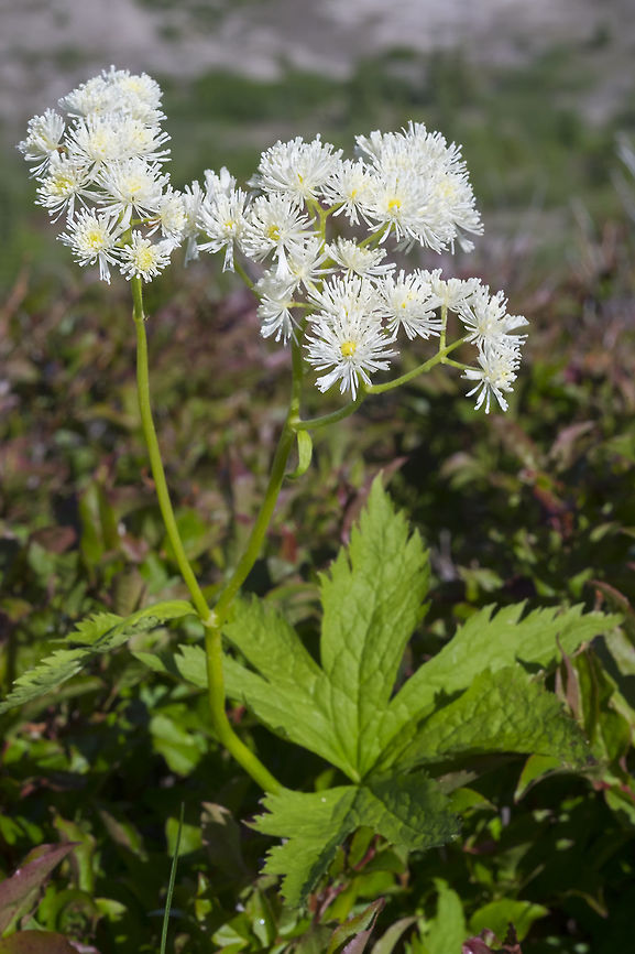 false bugbane  Carolina bugbane,Geotagged,Summer,Trautvetteria caroliniensis,United States