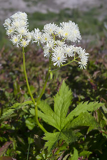 false bugbane  Carolina bugbane,Geotagged,Summer,Trautvetteria caroliniensis,United States