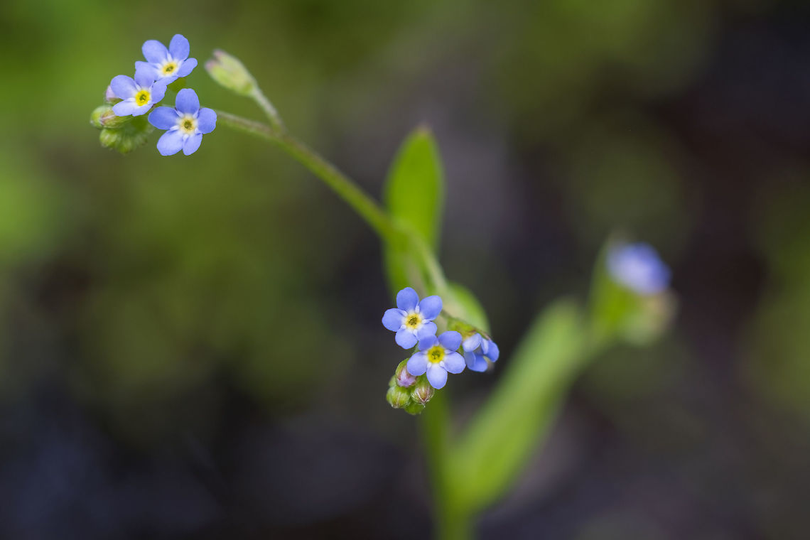 small forget-me-not found growing in shaded stream beds on the otherwise quite open plains of the blast zone Geotagged,Myosotis laxa,Summer,United States