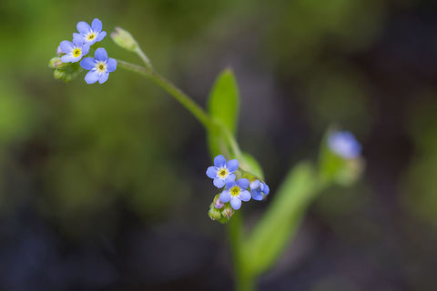 small forget-me-not found growing in shaded stream beds on the otherwise quite open plains of the blast zone Geotagged,Myosotis laxa,Summer,United States