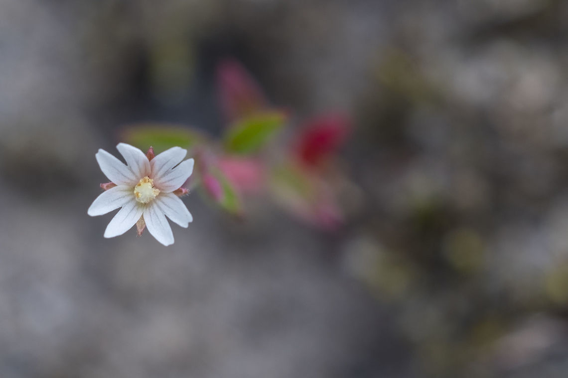 chaparral willowherb only species in WA that appears to favor dry, gravelly areas. All others found in wet to boggy areas. Epilobium minutum,Geotagged,Summer,United States