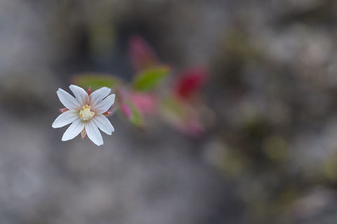 chaparral willowherb only species in WA that appears to favor dry, gravelly areas. All others found in wet to boggy areas. Epilobium minutum,Geotagged,Summer,United States
