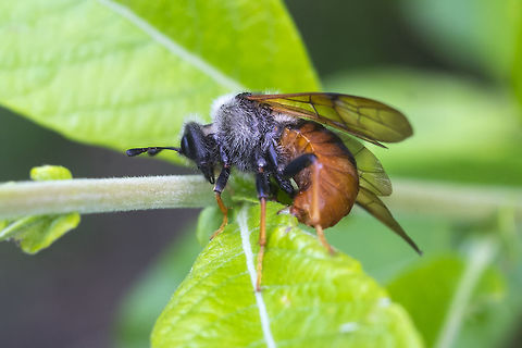 giant birch sawfly I believe this one may be inserting egg into the leaf Geotagged,Summer,Trichiosoma triangulum,United States,giant birch sawfly
