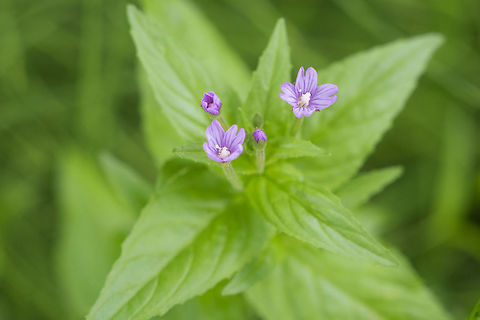 glaucous willowherb  Epilobium glaberrimum,Geotagged,Summer,United States