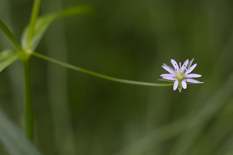 boreal starwort  Geotagged,Stellaria borealis,Summer,United States