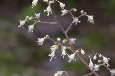 crevice alumroot  Geotagged,Heuchera micrantha,Summer,United States