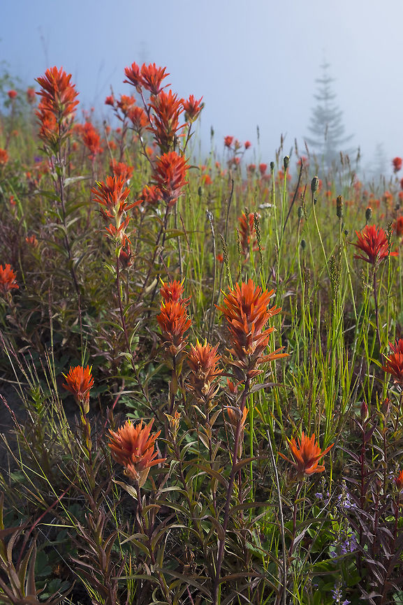 Castilleja miniata  Castilleja miniata,Geotagged,Giant red Indian paintbrush,Summer,United States