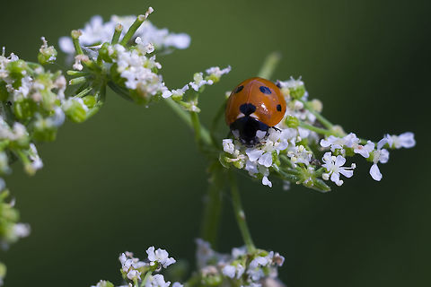 Seven-spot ladybird  Coccinella septempunctata,Geotagged,Seven-spot Ladybird,Summer,United States