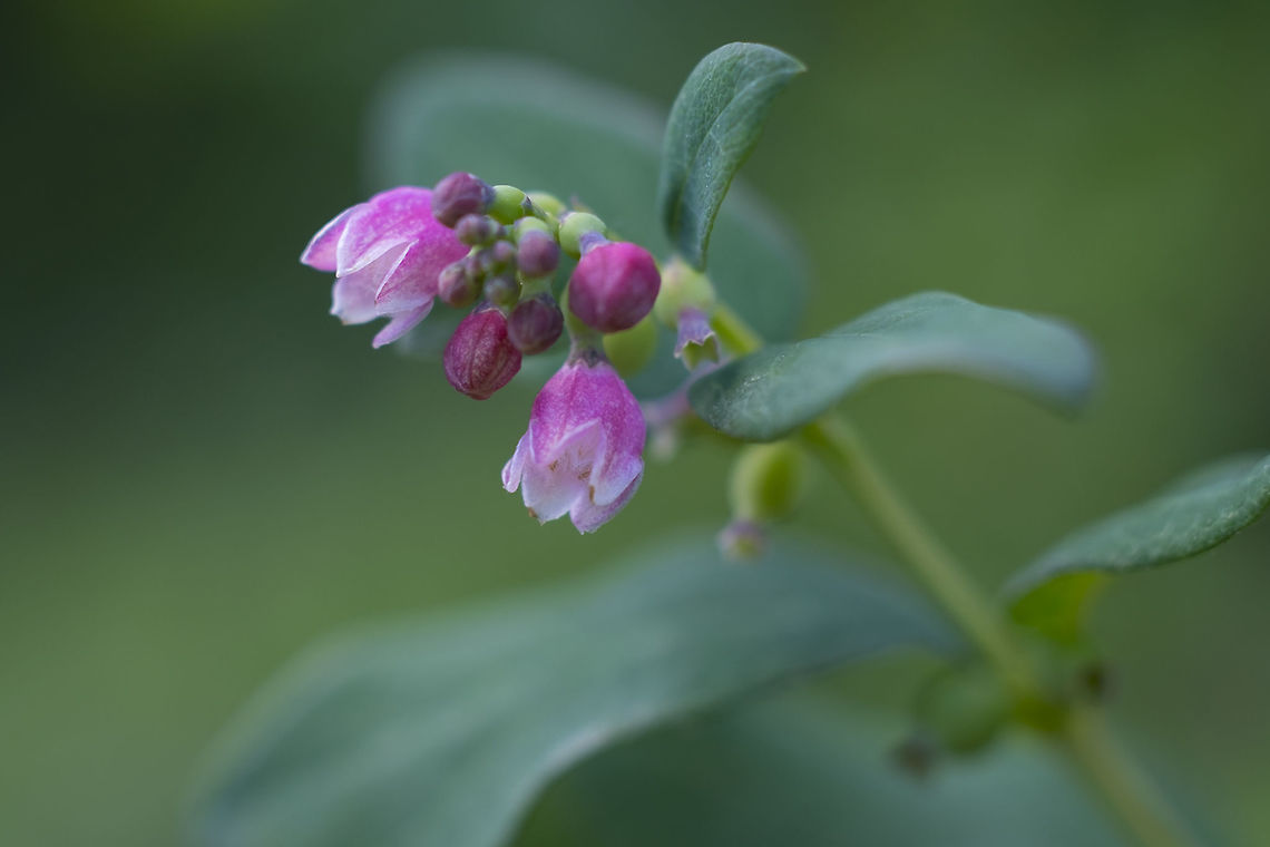 Tiny pink bells  Apocynum androsaemifolium,Geotagged,Spreading dogbane,Summer,United States
