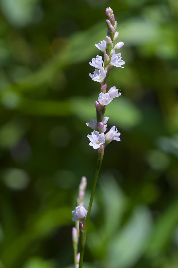 Dotted Smartweed  Geotagged,Persicaria punctata,Summer,United States