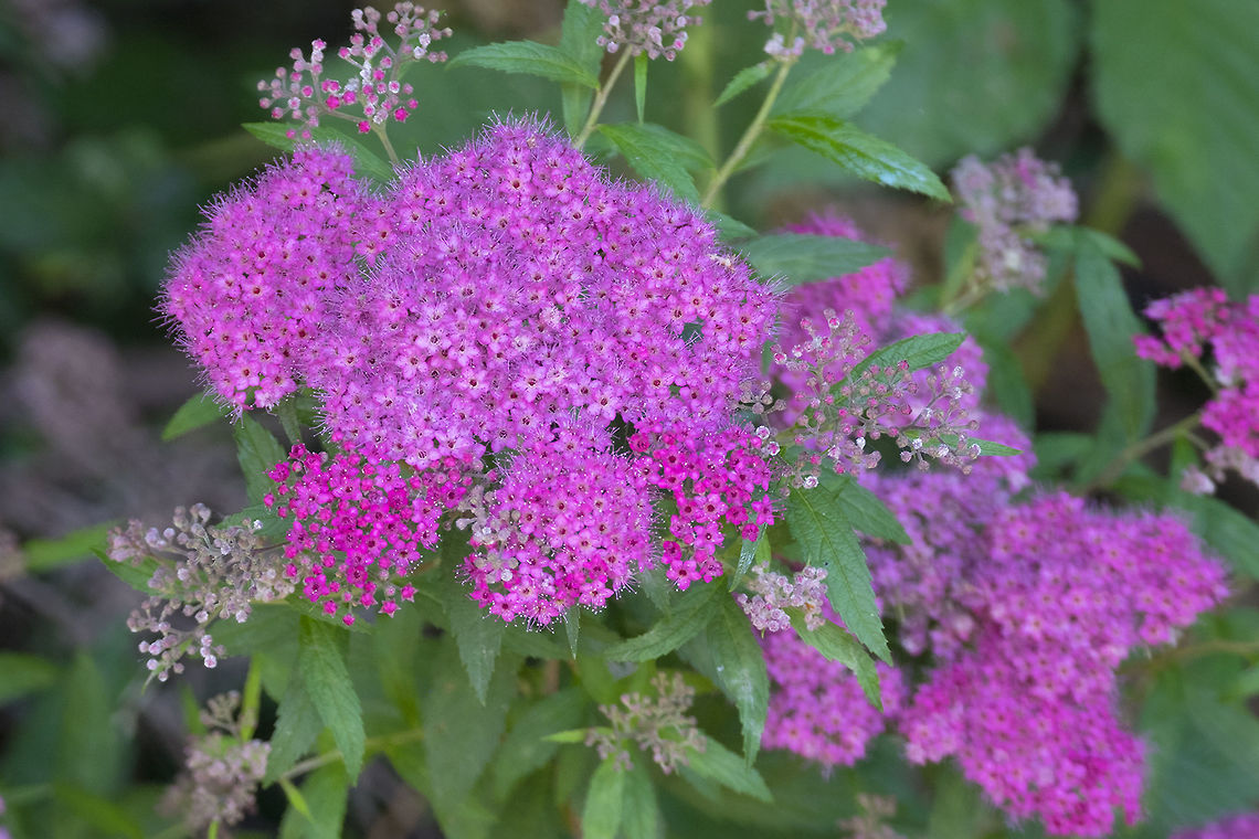 garden spirea  Geotagged,Japanese spiraea,Spiraea japonica,Summer,United States