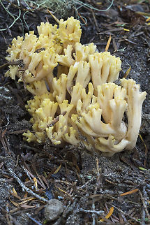 Ramaria rasilispora Id'd by key- fewer spring species than fall makes it easier. Geotagged,Ramaria rasilispora,Summer,United States