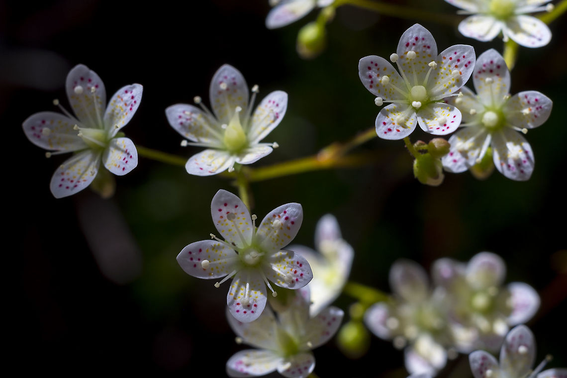 My absolute favorite flower!  Geotagged,Saxifraga bronchialis,Spotted Saxifrage,Summer,United States