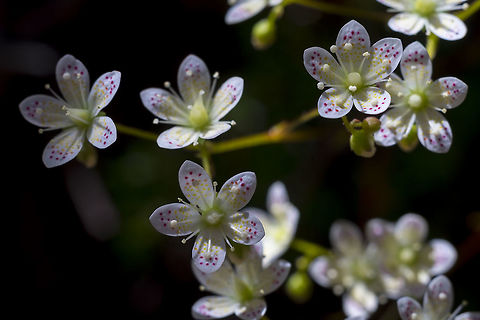 My absolute favorite flower!  Geotagged,Saxifraga bronchialis,Spotted Saxifrage,Summer,United States
