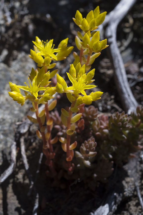 spreading stonecrop  Geotagged,Sedum divergens,Spreading stonecrop,Summer,United States
