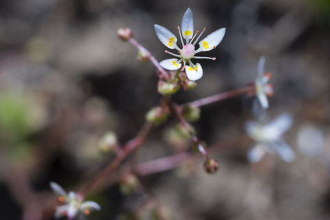 Rusty saxifrage  Geotagged,Micranthes ferruginea,Summer,United States