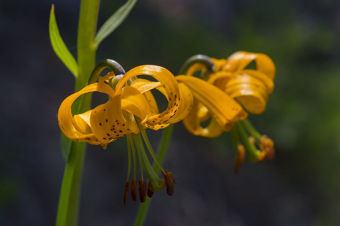 Columbia lily  Columbia Lily,Geotagged,Lilium columbianum,Summer,United States