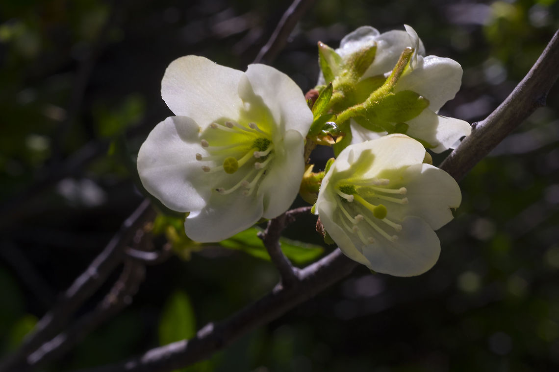Cascade azaela  Cascade Azaela,Geotagged,Rhododendron albiflorum,Summer,United States