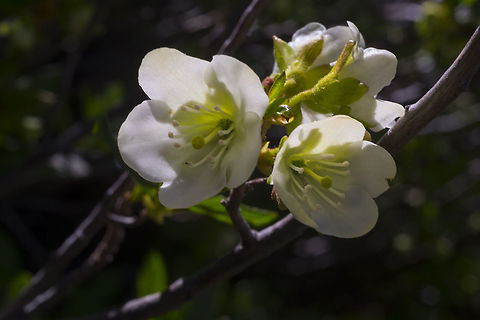 Cascade azaela  Cascade Azaela,Geotagged,Rhododendron albiflorum,Summer,United States