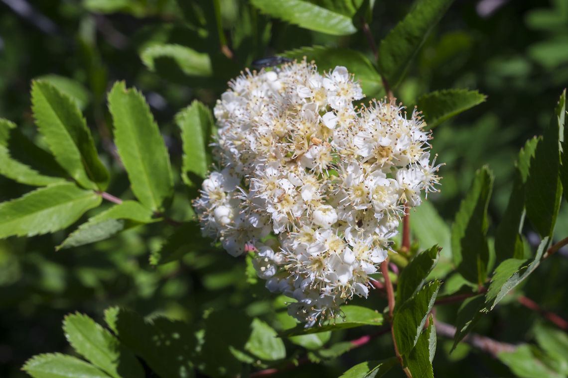 Sitka mountain ash  Geotagged,Sitka mountain-ash,Sorbus sitchensis,Summer,United States