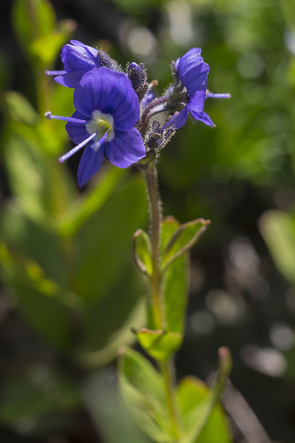 Cusick's speedwell  Geotagged,Summer,United States,Veronica cusickii