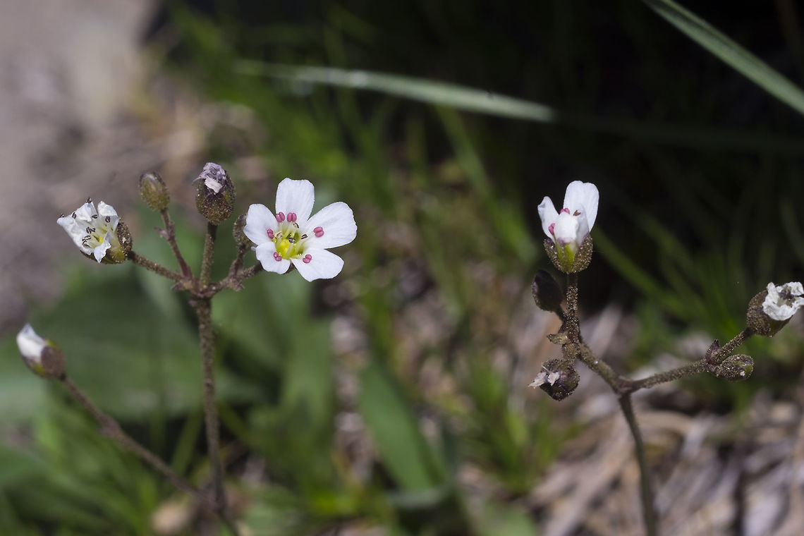 fescue sandwort  Eremogone capillaris,Geotagged,Summer,United States,fescue sandwort