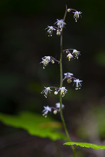 Threeleaf foam flower  Geotagged,Summer,Threeleaf foamflower,Tiarella trifoliata,United States