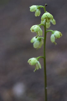 greenflowered wintergreen  Geotagged,Greenflowered wintergreen,Pyrola chlorantha,Summer,United States