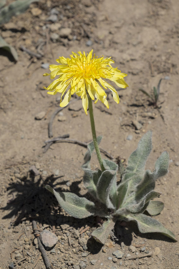 pale agoseris  Agoseris glauca,Geotagged,Pale agoseris,Summer,United States