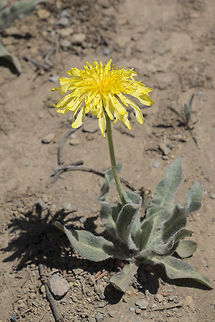 pale agoseris  Agoseris glauca,Geotagged,Pale agoseris,Summer,United States