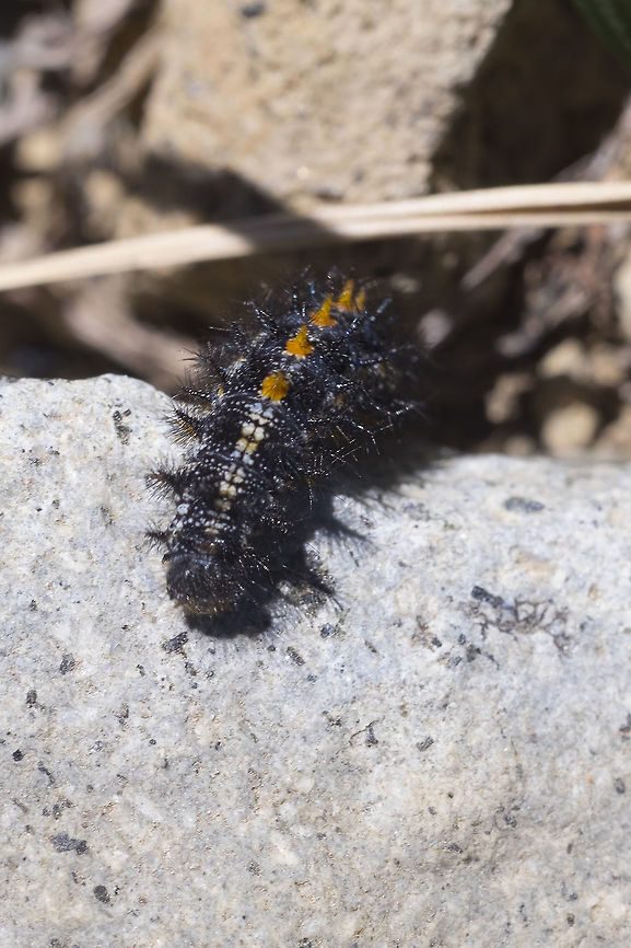 Variable checkerspot The caterpillar of this species is probably easier to differentiate from it&#039;s close relatives than the butterfly. The other checkerspot caterpillar that will be found in the area, E. editha, doesn&#039;t have any white spots. Euphydryas chalcedona,Geotagged,Summer,United States,Variable checkerspot