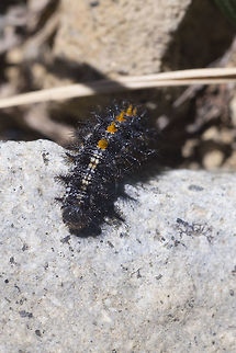 Variable checkerspot The caterpillar of this species is probably easier to differentiate from it's close relatives than the butterfly. The other checkerspot caterpillar that will be found in the area, E. editha, doesn't have any white spots. Euphydryas chalcedona,Geotagged,Summer,United States,Variable checkerspot