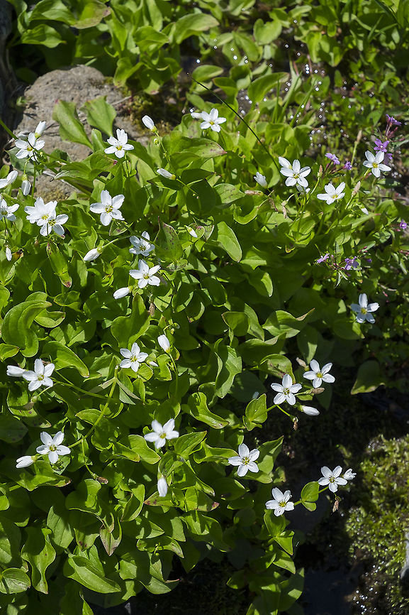 Broadleaf springbeauty much larger flowers than most Claytonia Claytonia cordifolia,Geotagged,Summer,United States