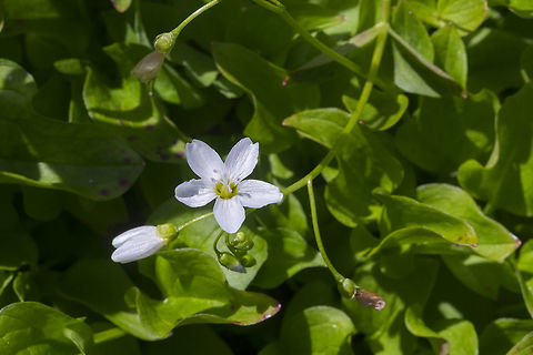 Heartleaf springbeauty