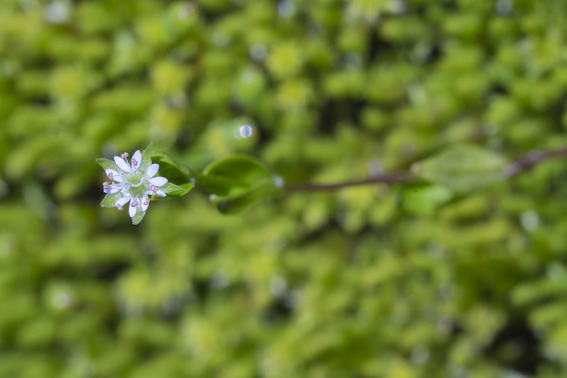 Northern bog starwort  Geotagged,Stellaria calycantha,Summer,United States