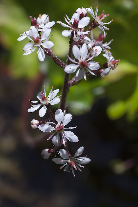 Micranthes nelsoniana  Geotagged,Micranthes nelsoniana,Summer,United States