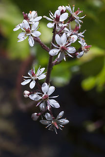 Micranthes nelsoniana  Geotagged,Micranthes nelsoniana,Summer,United States