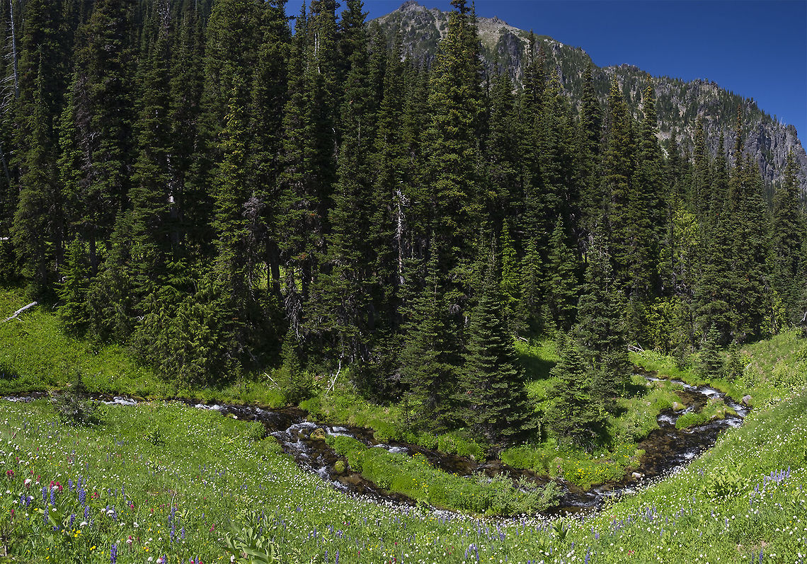 Subalpine meadow Where all the bounty of small wildflowers can be found :) Geotagged,Summer,United States