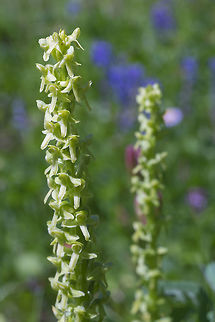 Green bog orchid according to one web site I was reading, it is thought that most of the Platanthera in this area are now thought to perhaps a single species - they at very least hybridize easily and can therefore be difficult to pin down to an exact species...  Geotagged,Platanthera huronensis,Summer,United States