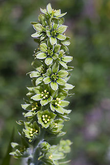 Green corn lily  Geotagged,Summer,United States,Veratrum viride