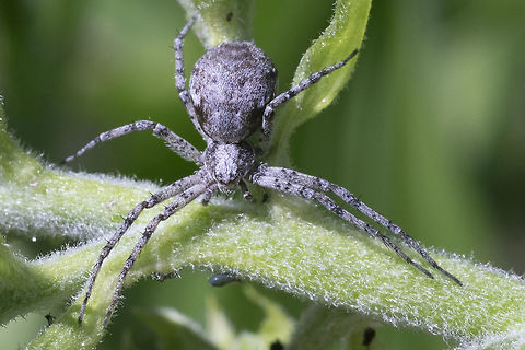 Rainier spider This will likely take some time to id... if I even can...  Geotagged,Summer,United States
