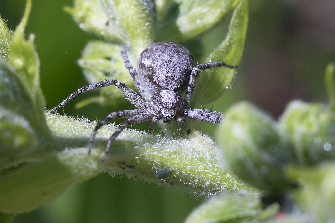 Rainier spider  Geotagged,Pardosa steva,Summer,United States,pardosa steva
