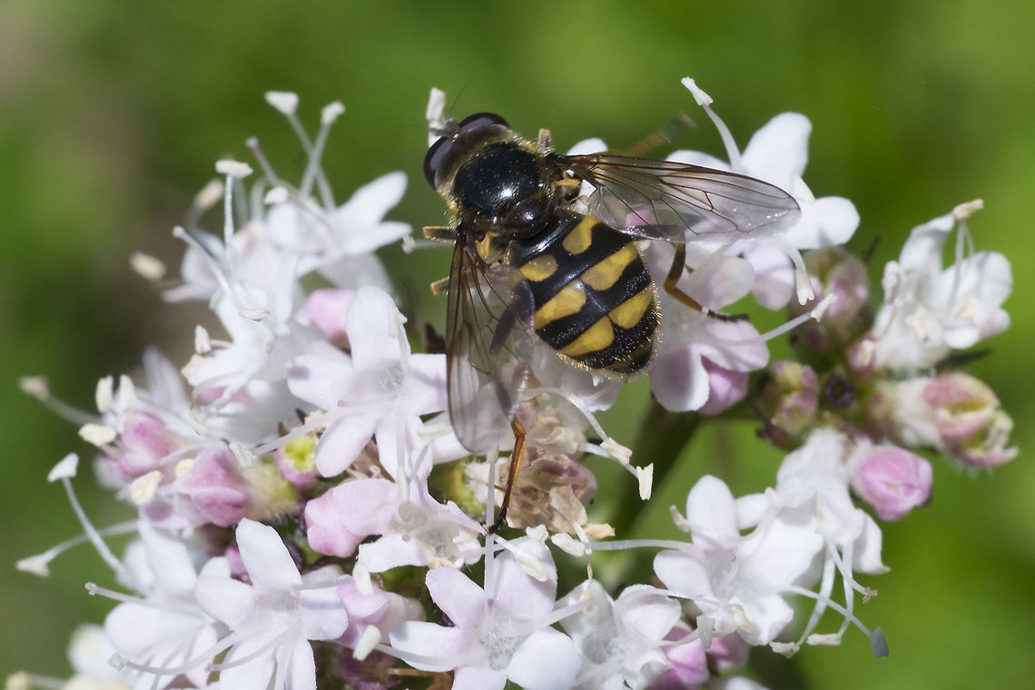Hoverfly I could probably spend days, if not a whole lifetime just standing in a meadow and photographing flower flies... and then the next one trying to ID them :P<br />
<br />
I tried the key on this one... there are too many details that I simply cannot see (mostly to do with tiny hairs on the underside of the fly) Geotagged,Summer,United States