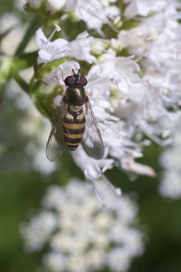 Very small hoverfly  Geotagged,Summer,United States