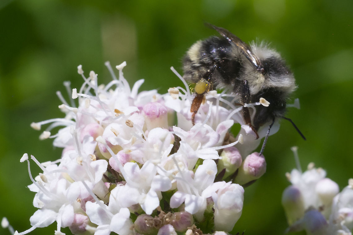 Pale bumblebee  Geotagged,Summer,United States