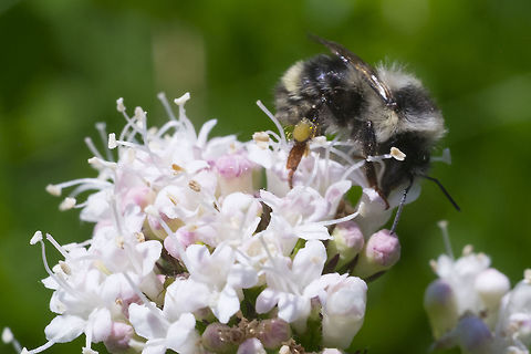 Pale bumblebee  Geotagged,Summer,United States