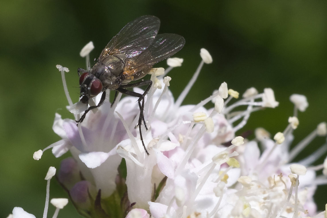 Red-eyed flower fly  Geotagged,Summer,United States