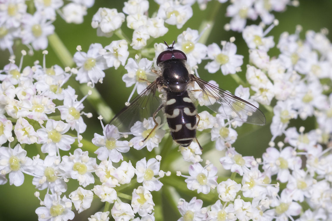 Hoverfly with light stripes There's a very good key to the hoverfly genera here: <a href="http://cjai.biologicalsurvey.ca/mylmst_23/mylmst_23_1.HTM" rel="nofollow">http://cjai.biologicalsurvey.ca/mylmst_23/mylmst_23_1.HTM</a><br />
<br />
I think I used it correctly to get to this conclusion... this is really a species complex, which made the task slightly more simple. Dasysyrphus intrudens,Geotagged,Summer,United States,intrudens