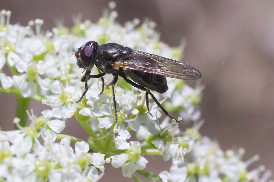 dark colored fly  Geotagged,Summer,United States